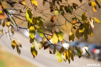Золотая осень в Ясной Поляне, Фото: 3