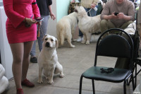 Выставка собак, Фото: 32