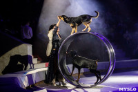 Премьера новогоднего шоу в Тульском цирке, Фото: 86