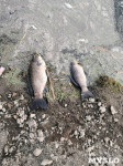 В пруду поселка Октябрьский в Туле из-за загрязнения гибнет рыба, Фото: 6