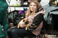 Сиба-ину, шпицы и алабаи: в Туле состоялась выставка собак, Фото: 69