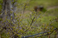 Весна 2020 в Туле: трели птиц и первые цветы, Фото: 42