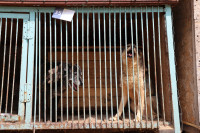 Истории питомцев тульского приюта «Любимец»– в международный день собак, Фото: 4