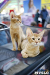 Выставка кошек в "Макси", Фото: 32