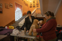 Выставка собак в Туле, Фото: 26