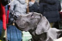 Выставка собак в Туле 24.11, Фото: 153