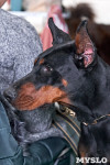 Выставка собак в Туле 26.01, Фото: 32