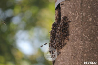 В Туле в фонарном столбе поселились пчелы, Фото: 4