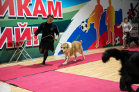 В Туле прошла выставка собак всех пород, Фото: 14