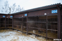 Отлов бездомных собак в Туле и области: «Континент+» рассказал об особенностях работы, Фото: 30