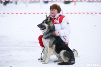 В Туле прошла Всероссийская выставка собак, Фото: 23