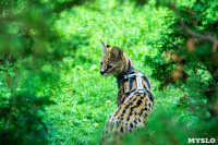 Бэби-леопард дома: зачем туляки заводят диких сервалов	, Фото: 30