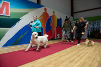 В Туле прошла выставка собак всех пород, Фото: 90