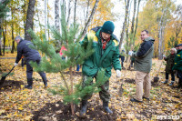 В Центральном парке Тулы появился сосновый бор «Слободы», Фото: 43