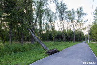 В Баташевском саду из-за непогоды упали вековые деревья, Фото: 6