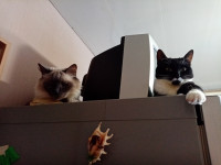 Тульские коты, которых достали хозяева на самоизоляции, Фото: 12