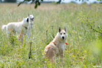 Выставка охотничьих собак в Туле, Фото: 74