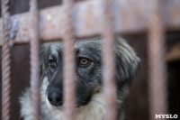 Отлов бездомных собак в Туле и области: «Континент+» рассказал об особенностях работы, Фото: 28