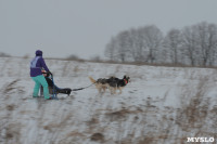 Гонки на собачьих упряжках «Большой тур» на Куликовом поле, Фото: 87
