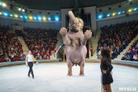 Шоу слонов в Тульском цирке, Фото: 71