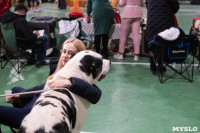 Выставка собак в Туле 24.11, Фото: 87