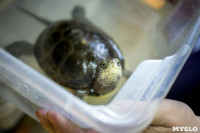 Черепахи в экзотариуме, Фото: 15