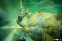 Черепахи в экзотариуме, Фото: 24