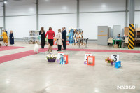 Сиба-ину, шпицы и алабаи: в Туле состоялась выставка собак, Фото: 49