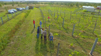 Виноград с южных склонов Дубны: как работает необычная семейная ферма в Тульской области, Фото: 21