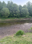 В Туле неожиданно обмелел пруд в Рогожинском парке, Фото: 2