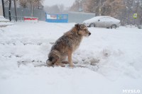 Снежная Тула. 15 ноября 2015, Фото: 5