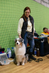 В Туле прошла выставка собак всех пород, Фото: 66