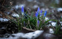 Весна идет!, Фото: 23