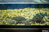 Черепахи в экзотариуме, Фото: 3