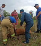 Белевские пожарные спасли провалившегося в колодец теленка, Фото: 4