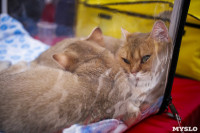 Выставка кошек в "Макси", Фото: 26