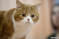 В Туле прошла выставка «Пряничные кошки» , Фото: 116