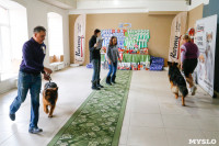Выставка собак в Туле, Фото: 36