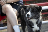 В Туле прошла выставка собак всех пород: фоторепортаж, Фото: 7