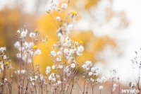 Золотая осень в Тульской области, Фото: 24