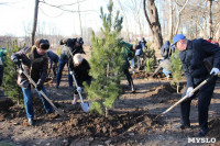 В Рогожинском парке Тулы посадили 75 кедров, Фото: 4
