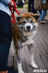 выставка собака, Фото: 123
