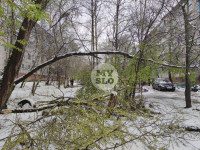 В Туле упавшее дерево переломило ВАЗ и повредило еще три авто, Фото: 9