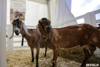 Выставка коз в Туле, Фото: 21