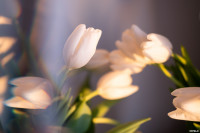 Как выращивают тюльпаны, Фото: 2