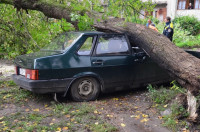 На автомобиль упало дерево, Фото: 7