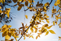 Золотая осень по-тульски, Фото: 140