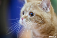 В Туле прошла выставка «Пряничные кошки» , Фото: 105