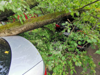 Упало дерево на машины, Фото: 5