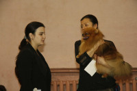 В Туле прошла всероссийская выставка собак, Фото: 27
